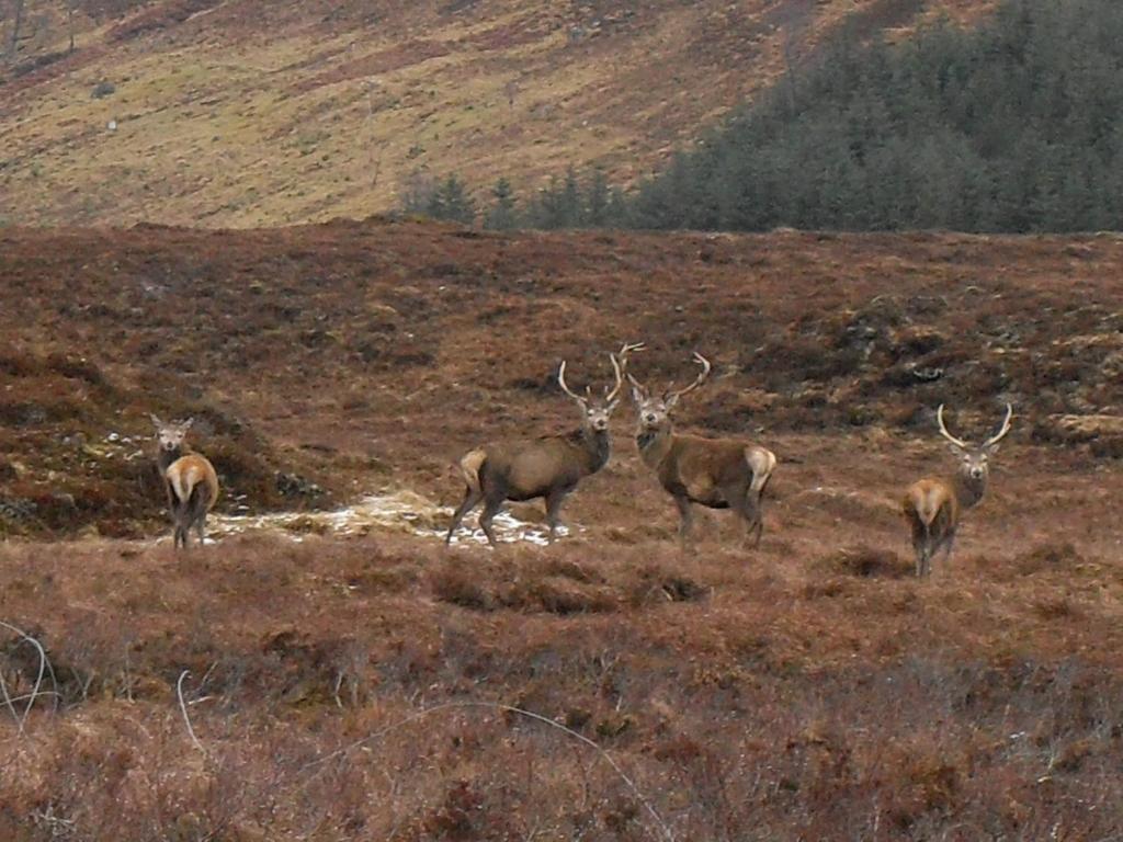 Ledgowan Lodge Hotel Achnasheen Buitenkant foto